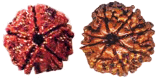 Rudraksha For Inner Peace & Prosperity