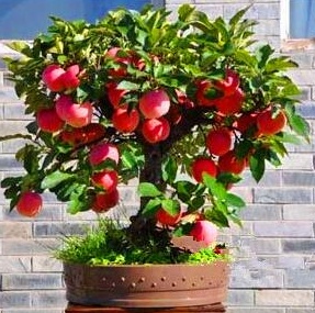 Chinese Tree Astrology!